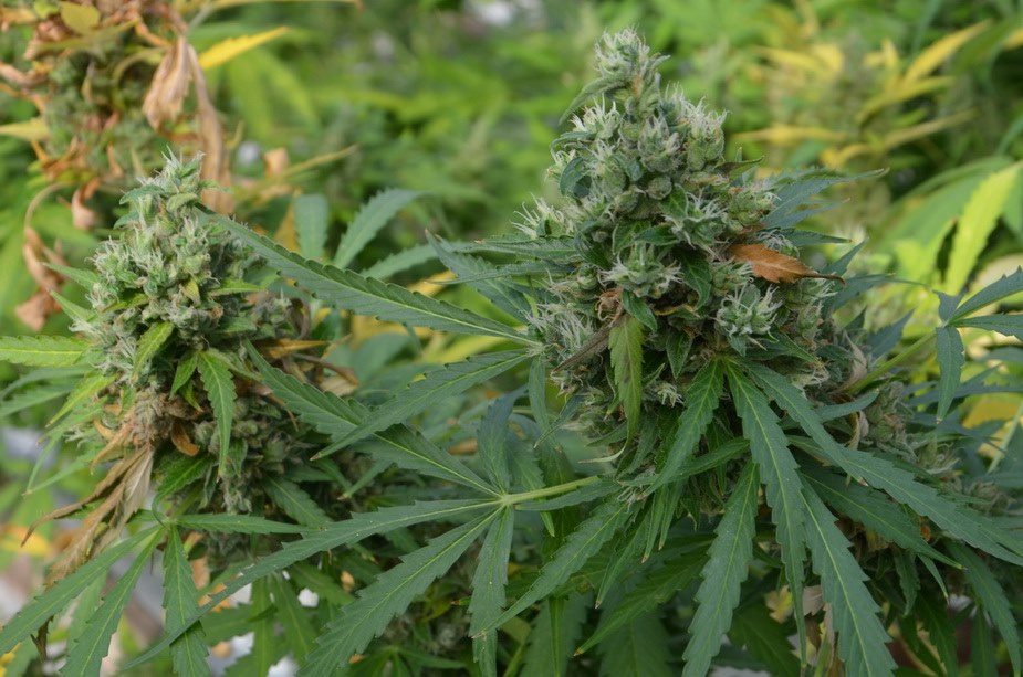 конопляний бізнес